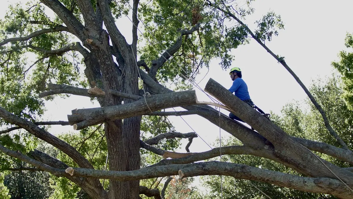 Professional Crown Thinning performed by certified arborists in Stone Mountain