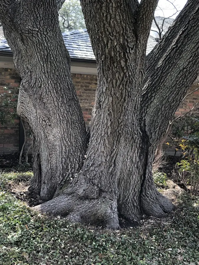 Mature heritage tree close to a Stone Mountain property cared for by certified arborists